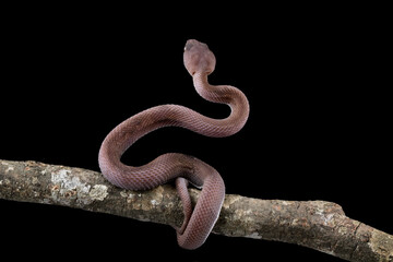 Baby viper snake on branch, isolated on black background, trimeresurus purpureomaculatus