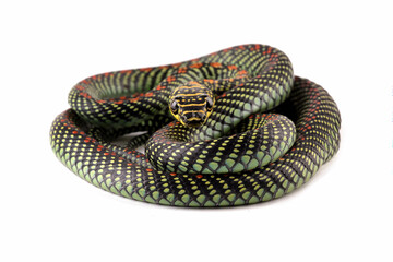 Flying snake or gliding snake isolated on white, Chrysopelea