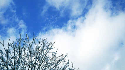 Snow-Covered Trees in Winter, Cold Winds, and Clear Blue Skies