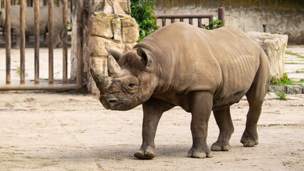 The rhinoceros is one of the largest African animals.