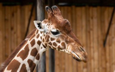 Giraffes and their servants' necks can even reach the tops of trees.