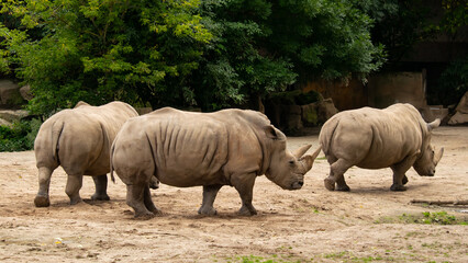 The rhinoceros is one of the largest African animals.