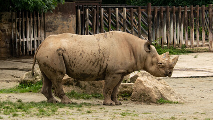 The rhinoceros is one of the largest African animals.