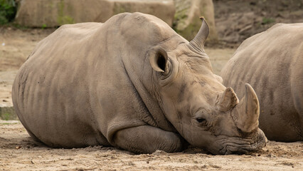 The rhinoceros is one of the largest African animals.