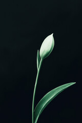 Exquisite Tulip Bud: A Minimalist Botanical Masterpiece on Elegant Simplicity and Natural Serenity