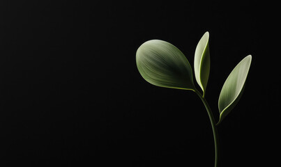 Fototapeta premium Minimalist Botanical Elegance: Captivating Green Leaves on Black Background Celebrating Nature's Serene Beauty and Organic Simplicity