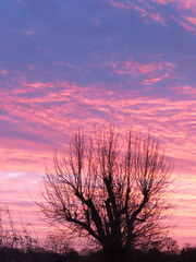 Arbre au coucher de soleil