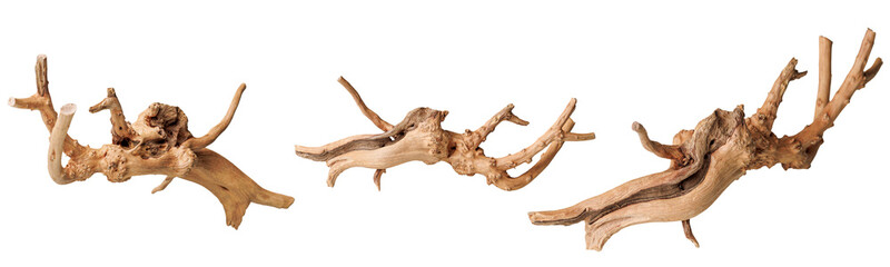 set old dry driftwood tree branch on an isolated white background close-up