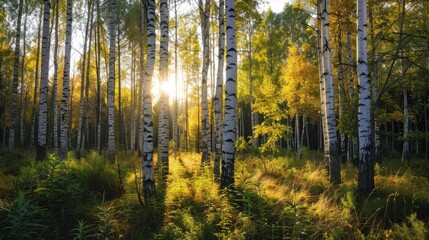 Obraz premium Autumn sunlight shining on birch and aspen trees in a diverse woodland