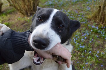 dog bite in the park