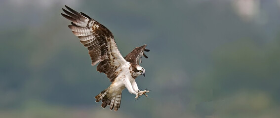 Obraz premium red tailed hawk