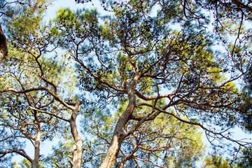 trees and sky