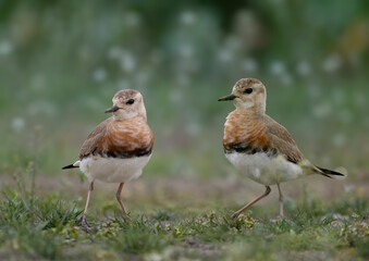 red winged blackbird