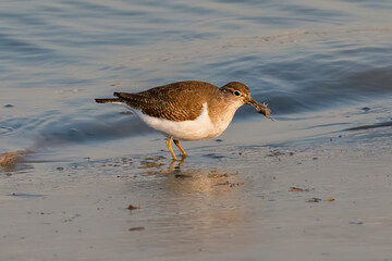 black headed gull