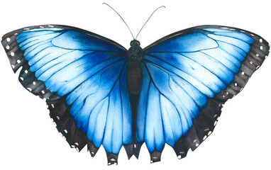 blue morpho, blue butterly isoleted on the white background.Watercolor blue and blue butterfly with black stroke