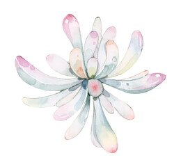 Naklejka premium Hand drawn watercolor succulent plant 