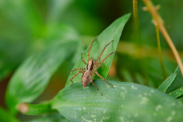 Close-up view of spider on leaf
