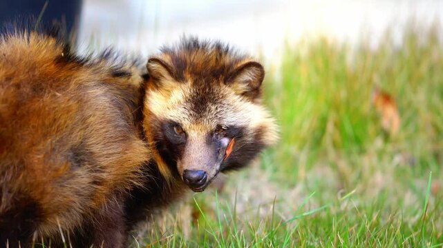 芝生の上で食事をする野生のたぬき