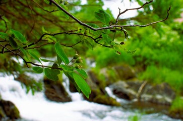 spring in the woods