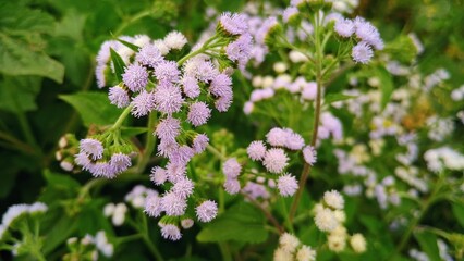flowers in the garden