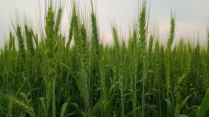 green grass isolated on white