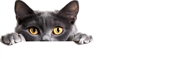 A curious gray cat peeks over a surface with bright yellow eyes.