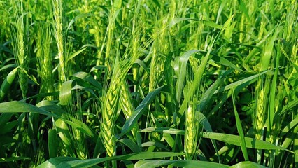 green grass in the wind