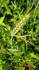 ears of wheat in the garden