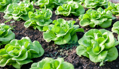 Vegetables in the plot. Mustard greens growing in the garden on an organic farm. Hydroponic vegetable farm grown in soil plots. Drip irrigation system.