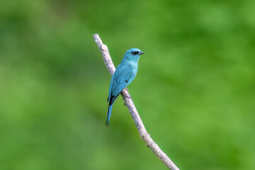 blue bird on a branch