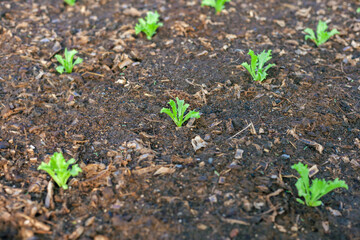 Vegetables in the plot. Mustard greens growing in the garden on an organic farm. Hydroponic vegetable farm grown in soil plots. Drip irrigation system.