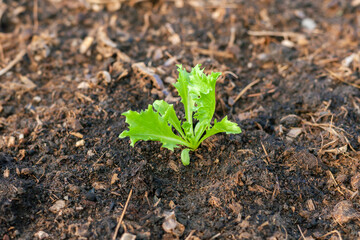 Vegetables in the plot. Mustard greens growing in the garden on an organic farm. Hydroponic vegetable farm grown in soil plots. Drip irrigation system.