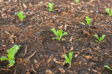 Vegetables in the plot. Mustard greens growing in the garden on an organic farm. Hydroponic vegetable farm grown in soil plots. Drip irrigation system.