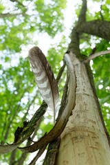 Feather in Tree Bark