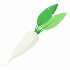 Long white radish