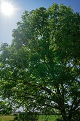 Obraz premium Lush Green Tree Under Bright Sun