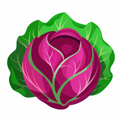 illustration of a cabbage