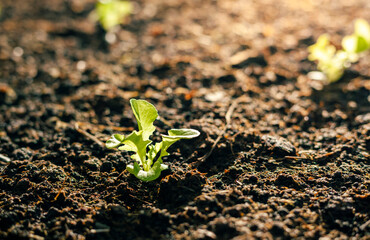 Vegetables in the plot. Mustard greens growing in the garden on an organic farm. Hydroponic vegetable farm grown in soil plots. Drip irrigation system.