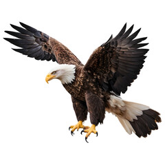 Obraz premium american bald eagle Png 