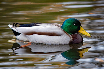 Erpel (Stockente) schwimmt in voller Pracht auf dem Wasser