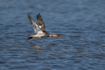 seagull in flight