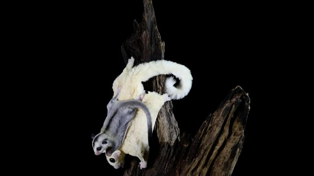 The Sugar Glider (Petaurus breviceps) is holding the baby. Sugar Glider is a small exotic pet native to Australia and Indonesia.