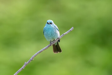 Obraz premium blue bird on a branch