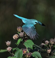 blue tailed bee eater