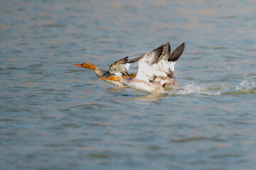 great crestedseagull
