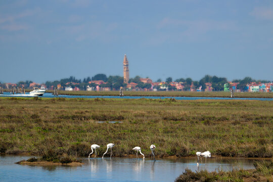 Flamingos in the Venetian lagoon and the island Burano in the distance (Venice, Italy)