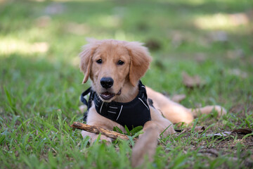 Adorable golden retriever puppy playing in the park