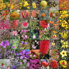 Protea, myrtle and pea wildflowers of Australia - Collage