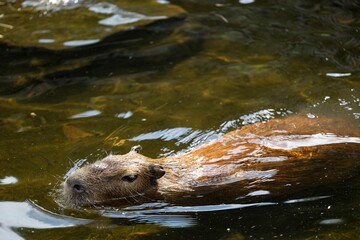 Capybara swimming in a sunlit pond