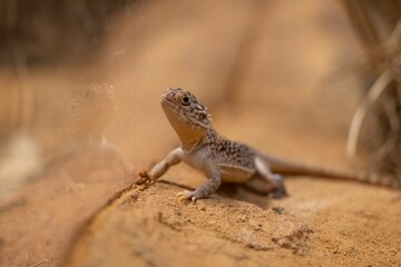 Lizard in Desert Landscape